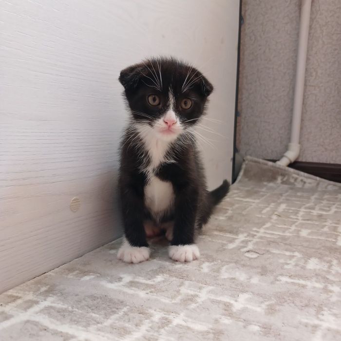 продаются котята недорого