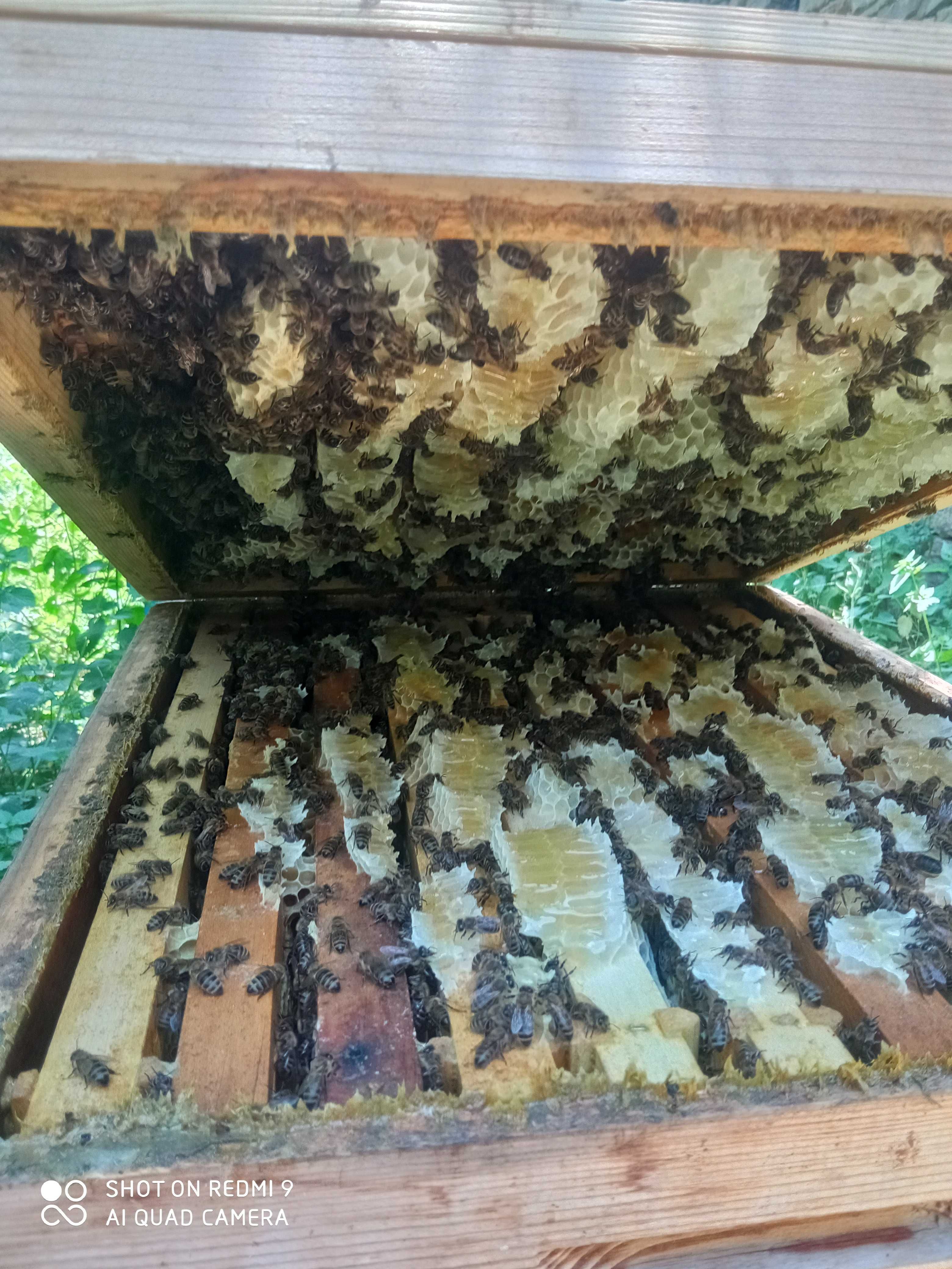 Пчелни отводки , малки пчелни семейства