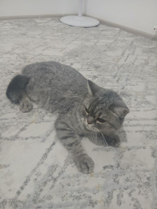 Zotdor mushuk britanskiy shinshila