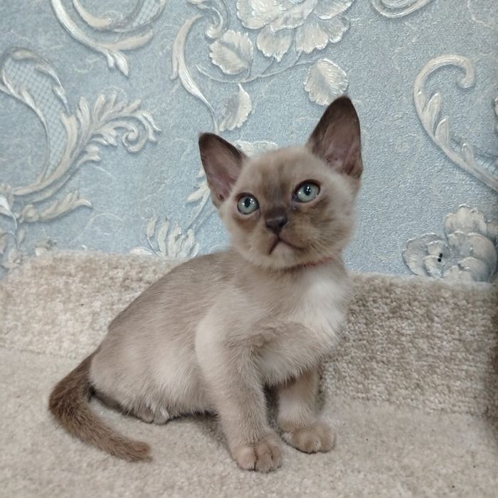 Европейская Бурма