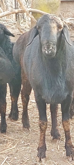 Продаю кочкар цена 250.000