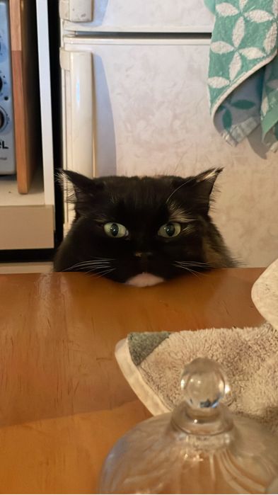 Отдам в хорошие руки кошечку , нашли недвно на улице видимо потерялась