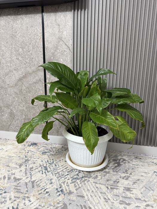 Комнатные цветы женское счастье