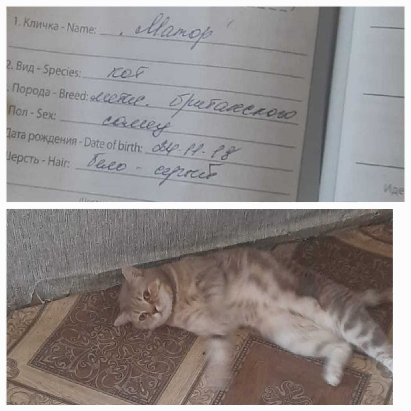 Котик "Матор" ищет дом