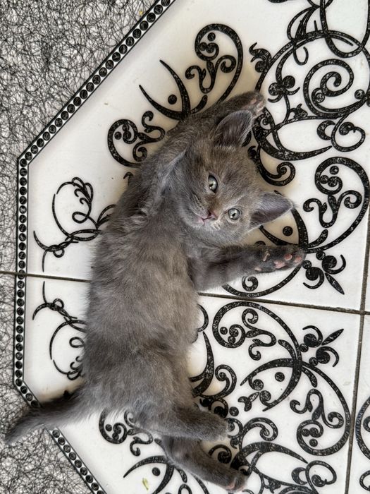 Отдам в добрые руки котят