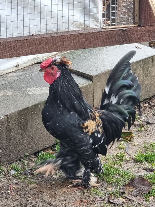 Бреговски джинки, Петлета бантам