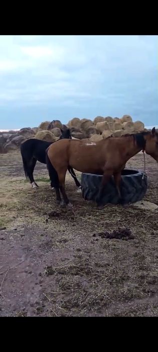 Продам или обменяю рабочих лошадей на байталов