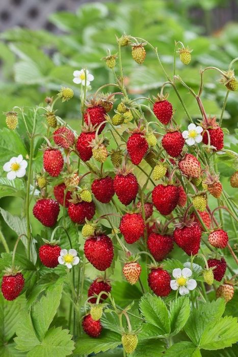 Căpșuni Urcatori Rosi