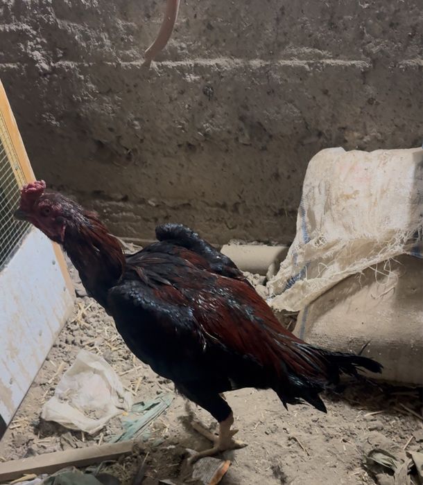 хорозлар сотилади