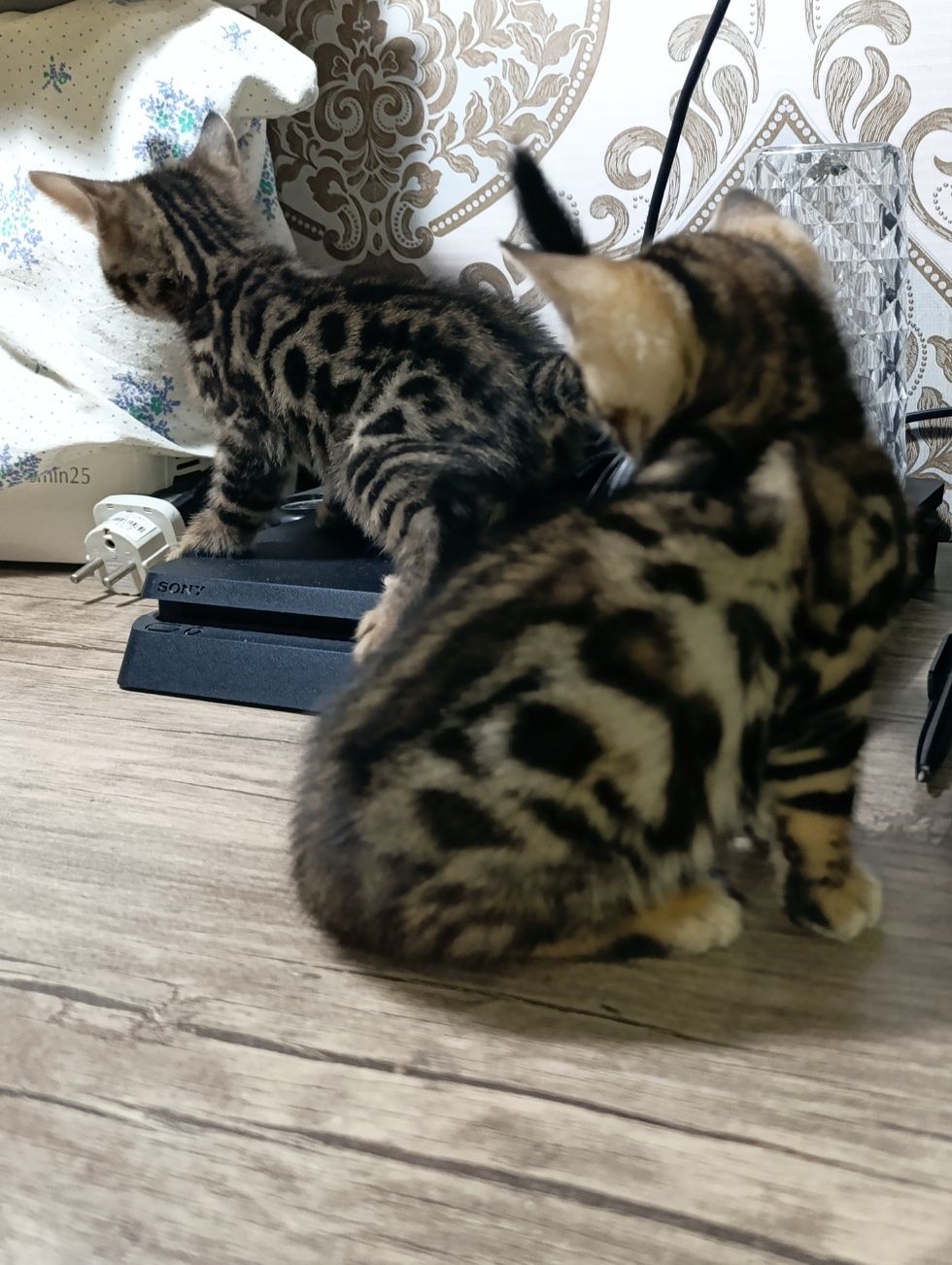 Продажа бенгальских котят