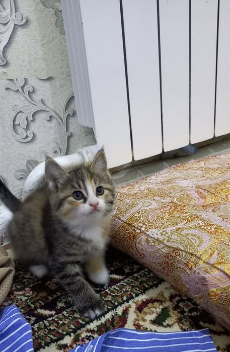 Продаются котята