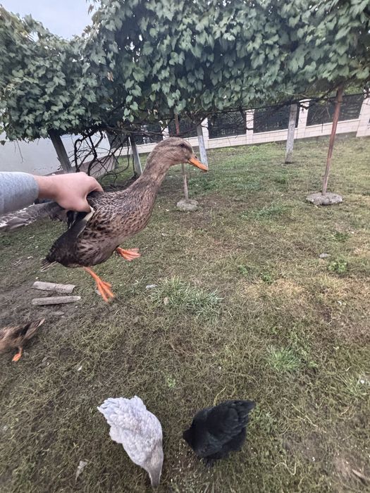 Vand un ratoi si 2 rate