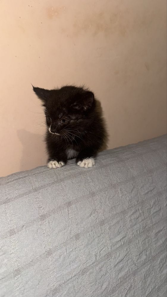 Бесплатно Котенок,девочка 1месяц,кушает домашьнюю еду