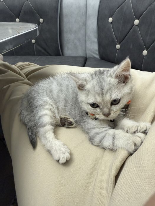 серебристый шиншеллa