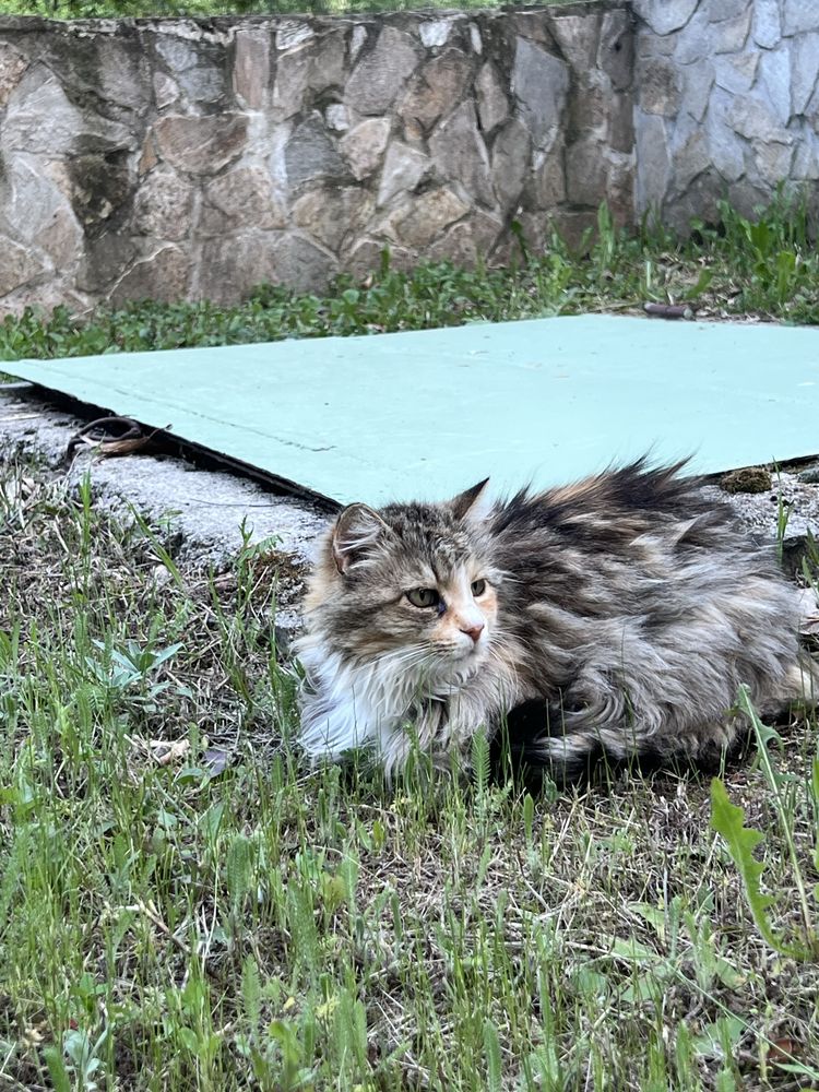 породиста котка, Norwegian Forest cat