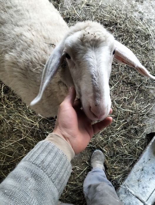 Vând oii bergamasca