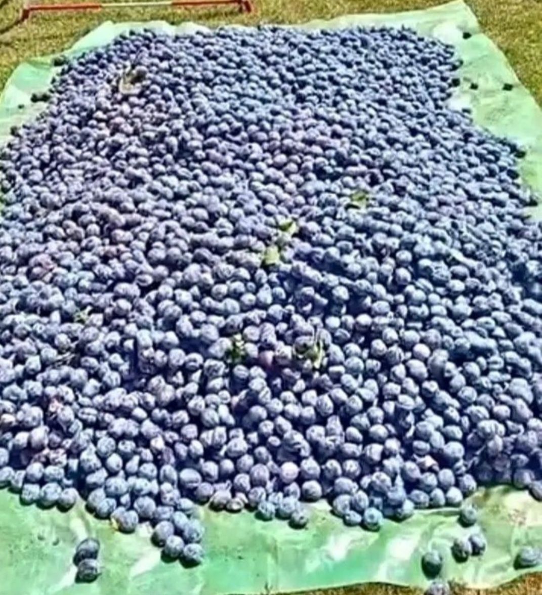 Prune pentru țuică producție 2025