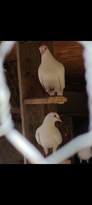 Porumbei voiajori Albi