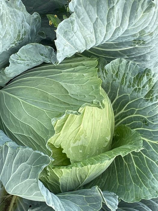 Vând varza verde Gunma