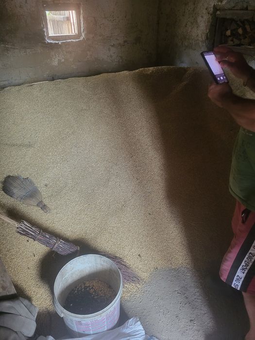 Vand Orzoaica de Primavara pret pe banicior (15kg)