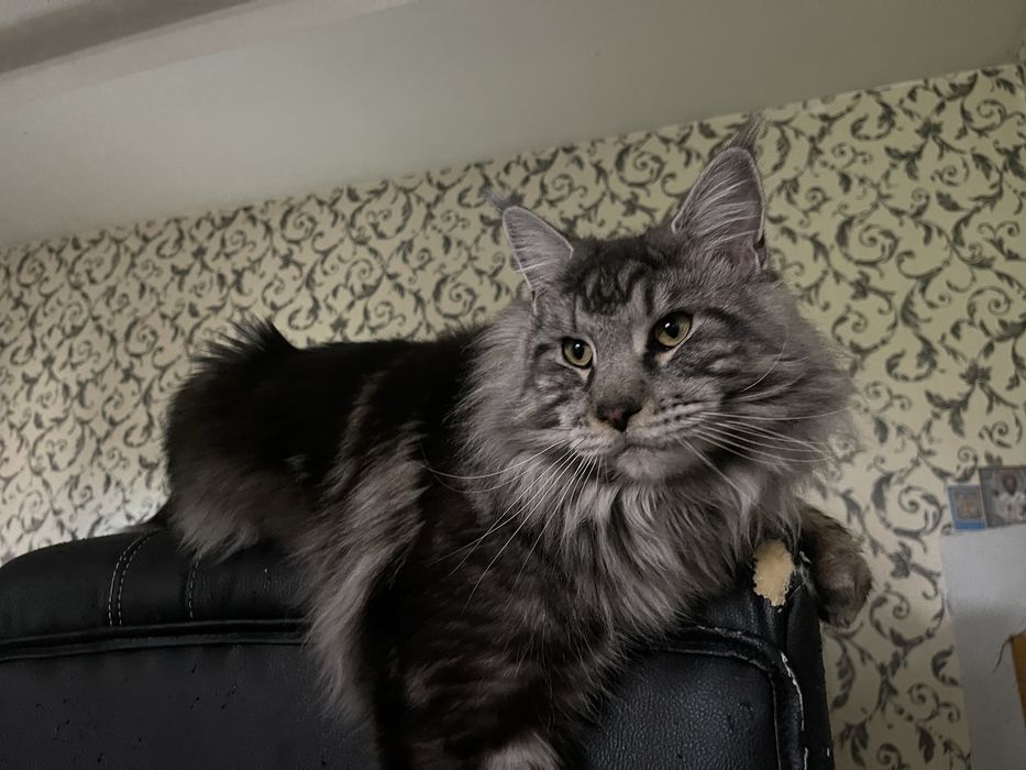 Мейн - Кун вязка