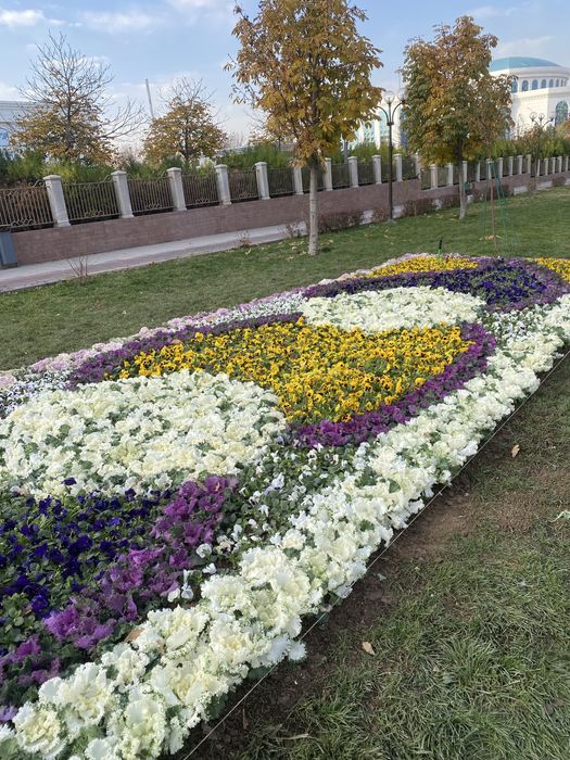 Mavsumiy gullar viola karam