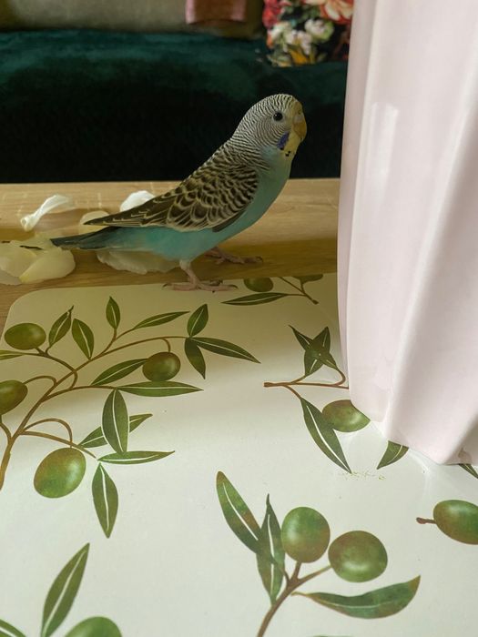 Vând Perus împreună cu colivie