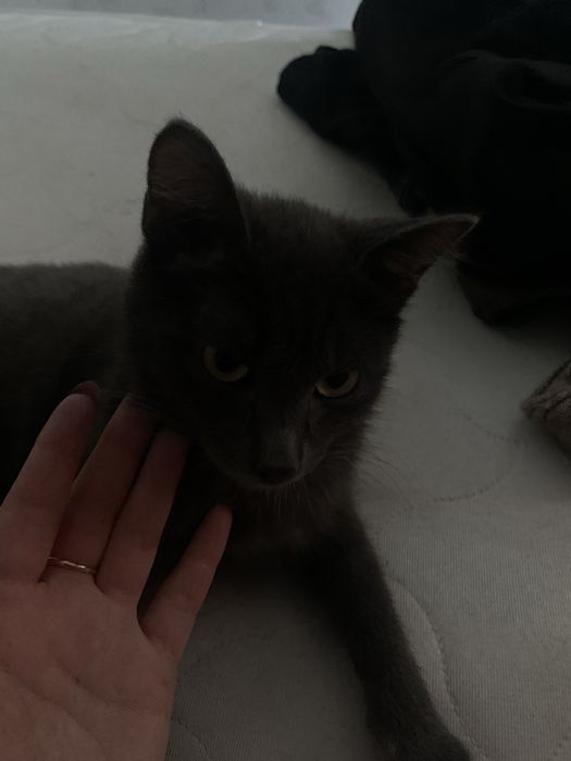 Отдам котенка