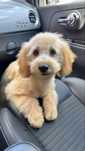 Poodle toy de vanzare