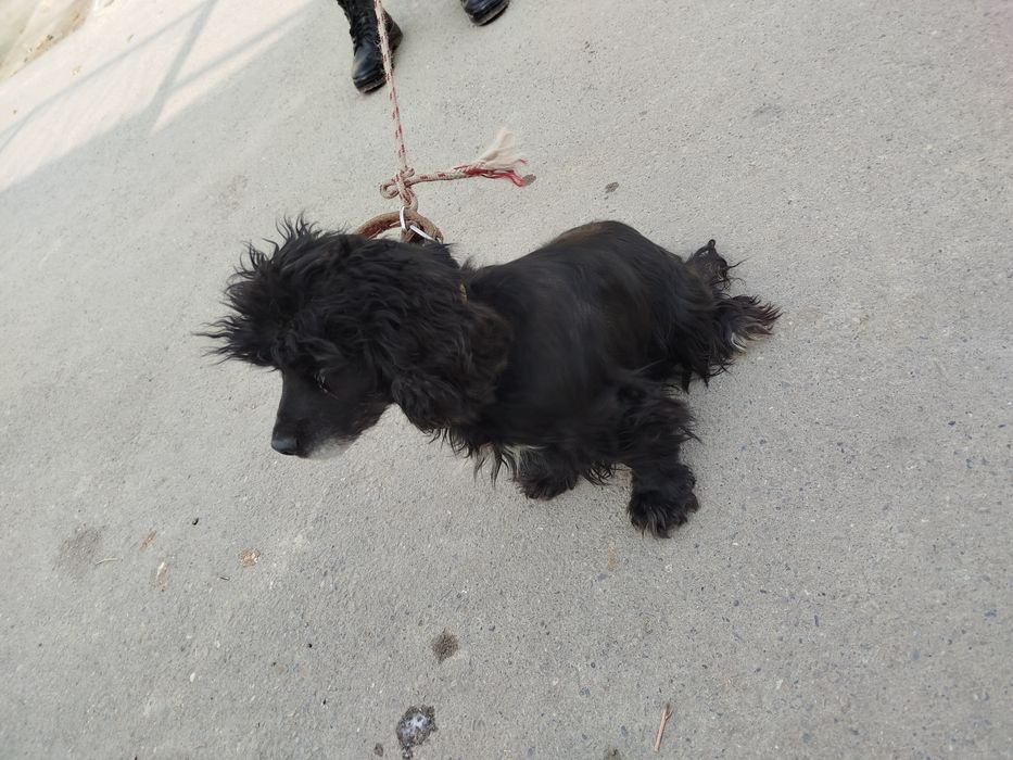 Русские спанел продам