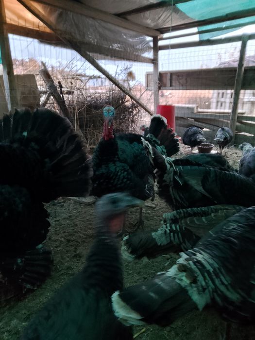 Куркала сотилади