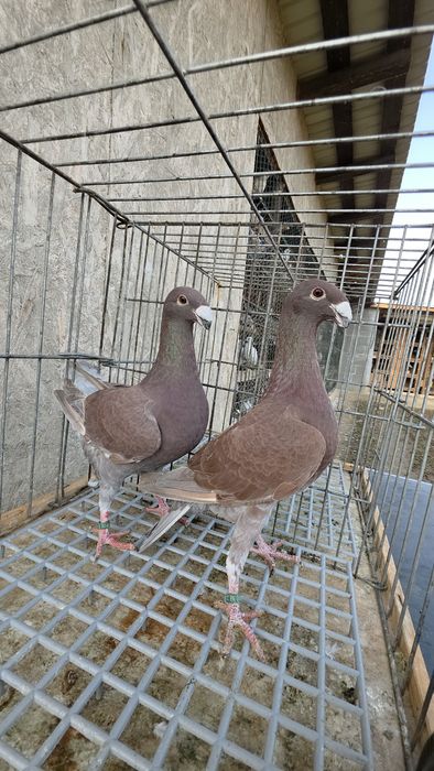 Porumbei Voiajori germani, Americani, Rotati