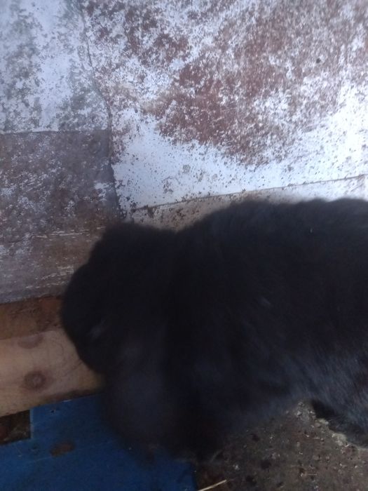 Vînd iepuri berbec german