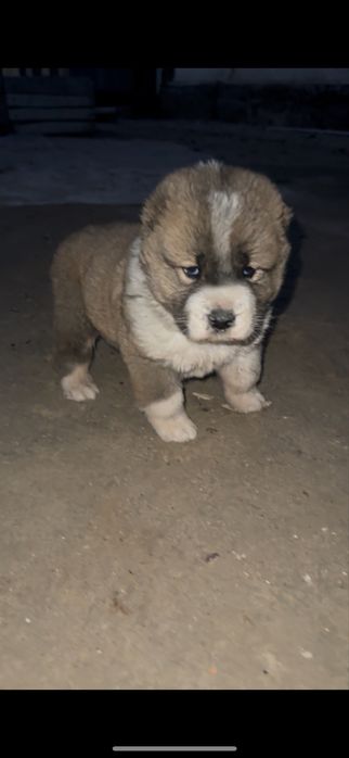 Алабай еркек кушык