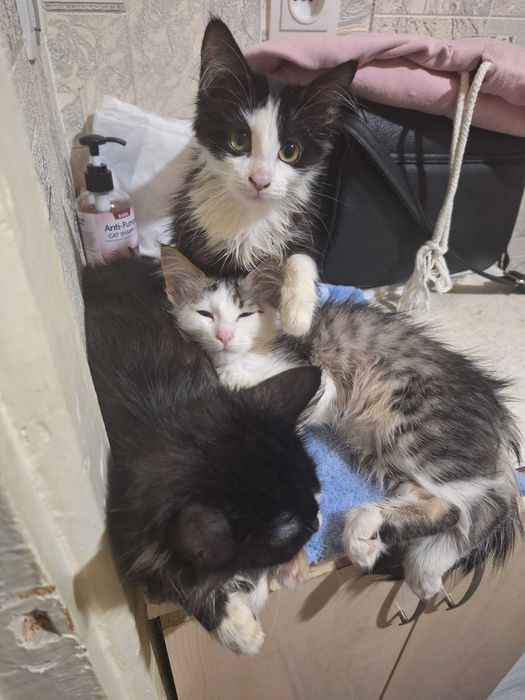 Породистые котята