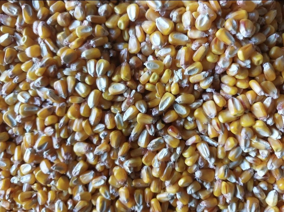 Vând porumb uscat, umiditate 14-15