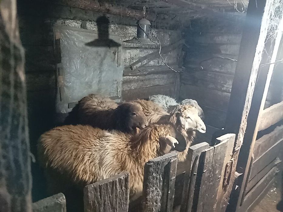 Продаются бараны
