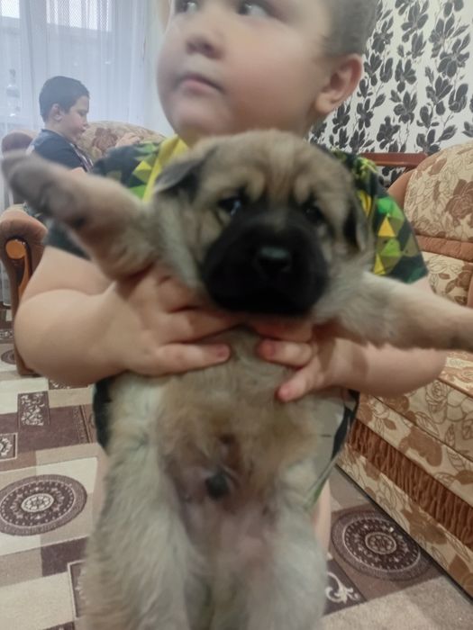 Отдам умных кутят