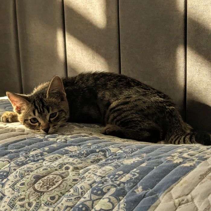 Активный котёнок ищет заботливую семью