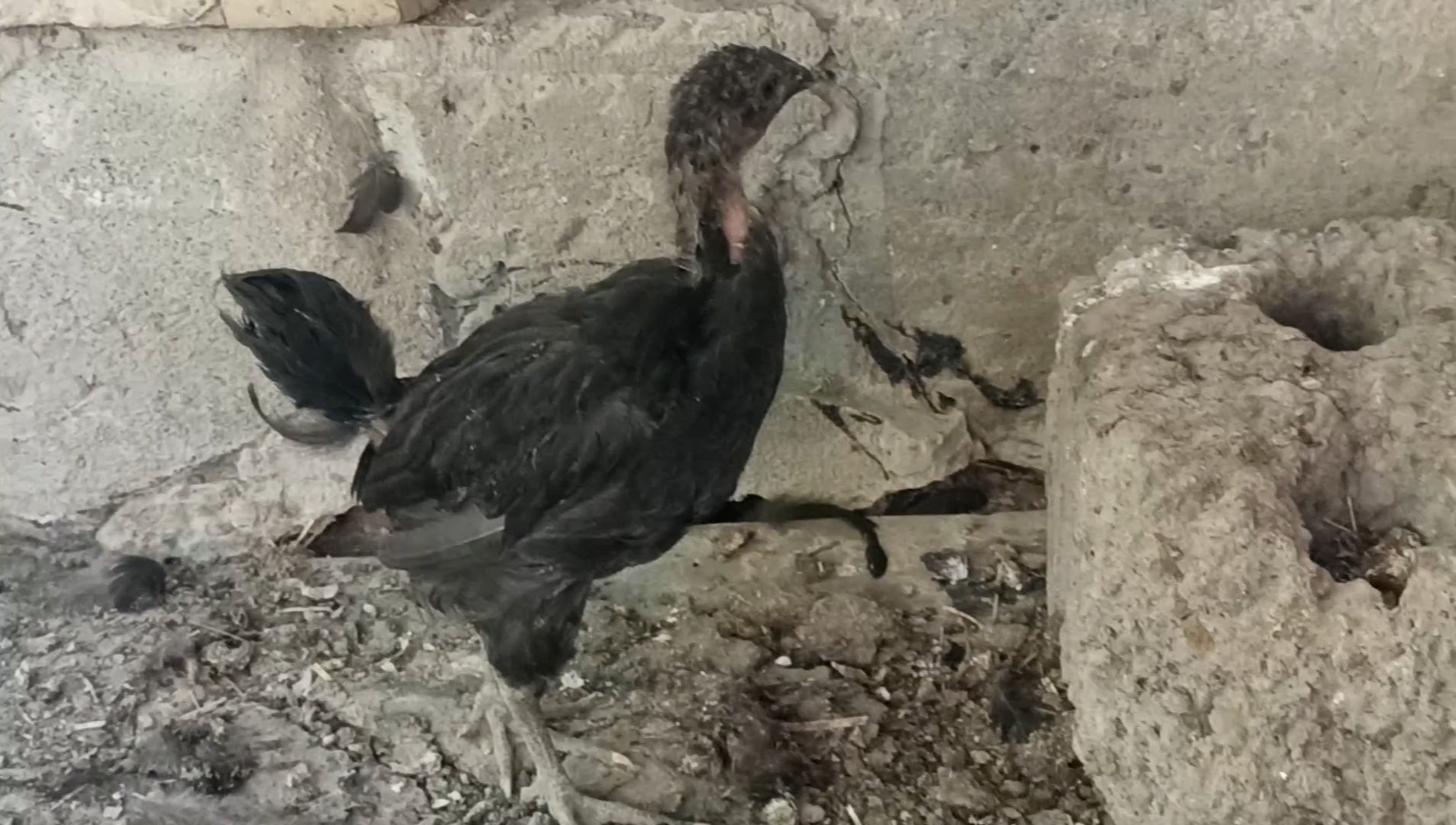 Gigant qorashahzoda joʻjalari sotiladi