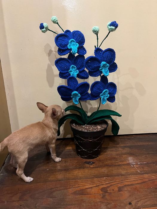 Плетени орхидеи-продавам