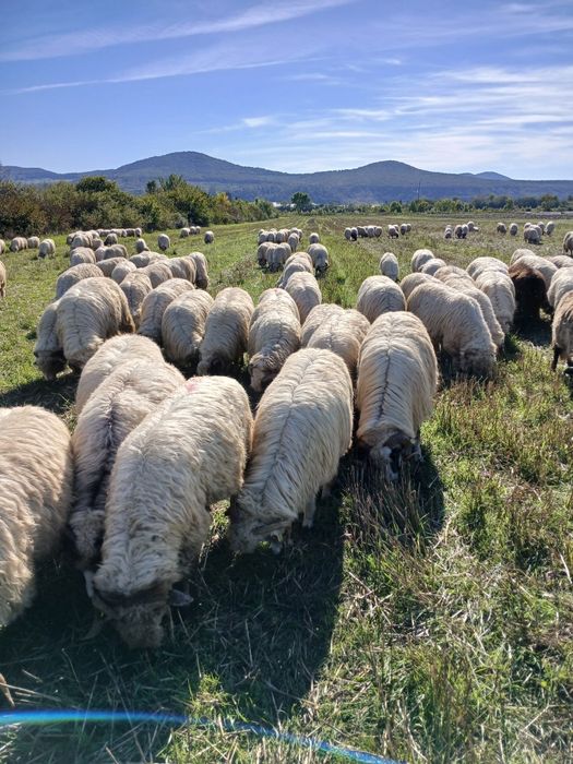 Vând 300 oi țurcane bune de ținut de ținut
