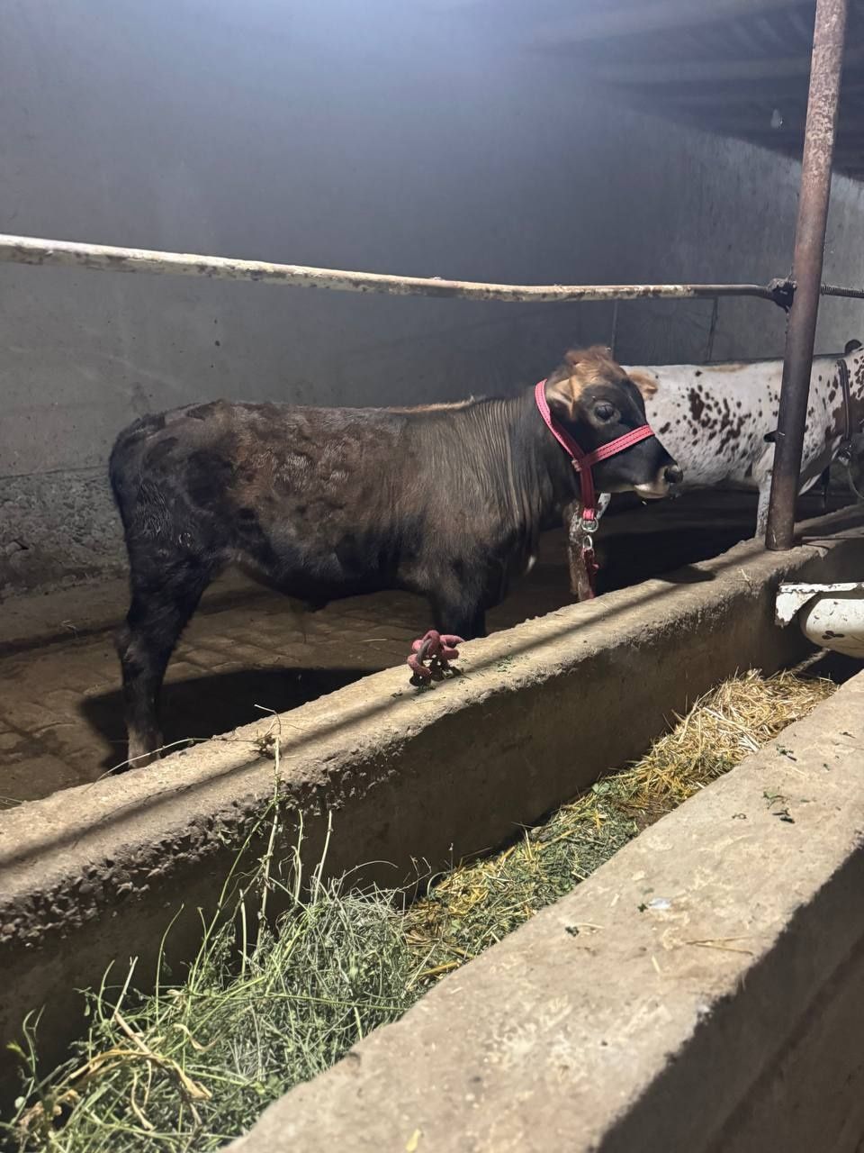 3 Oylik xukizcha suttan tuygan 11 milon ozgina kami bor
