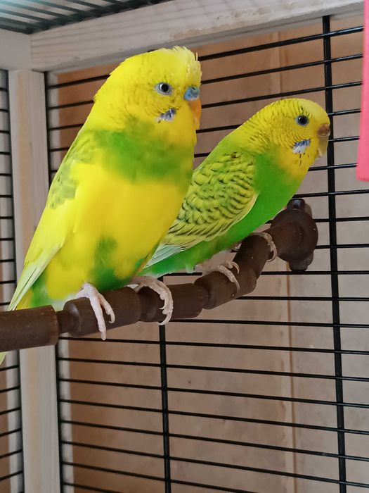 Двойка вълнисти папагали