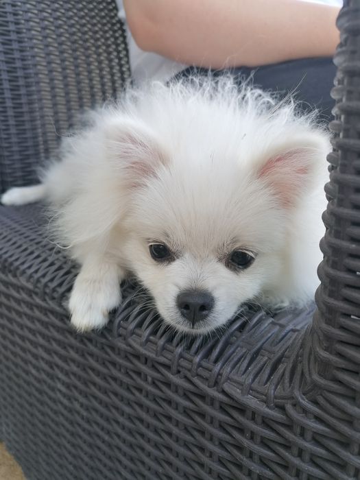 Pui pomeranian mascul