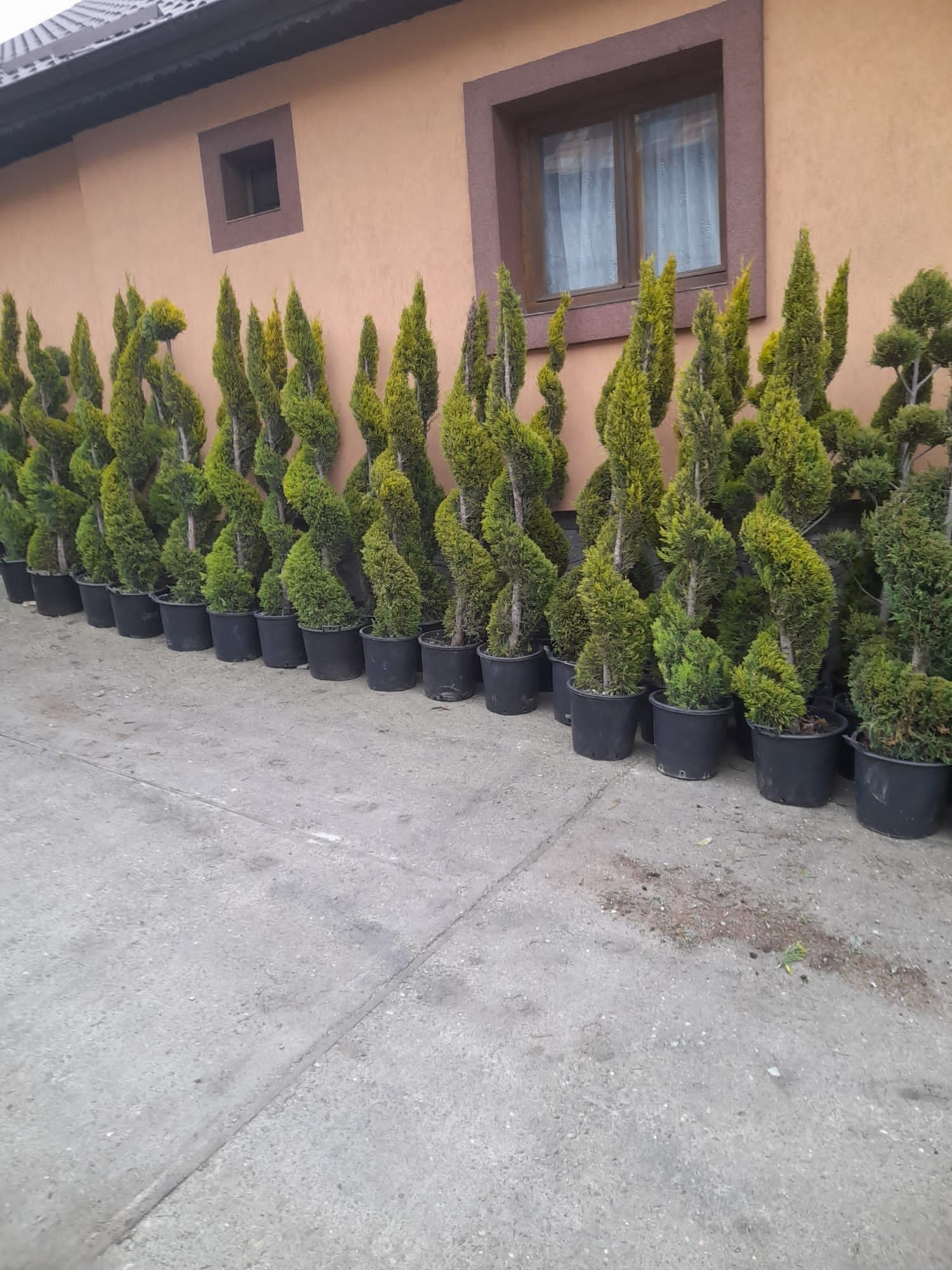 Plante ornamentale aclimatizate cu balot