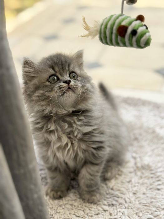 Британская порода