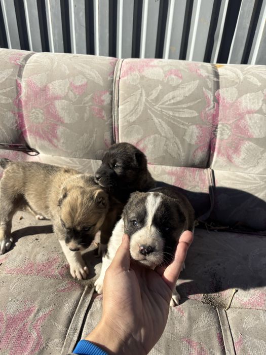 Продам шинки суки из хороших кровей бойсовый