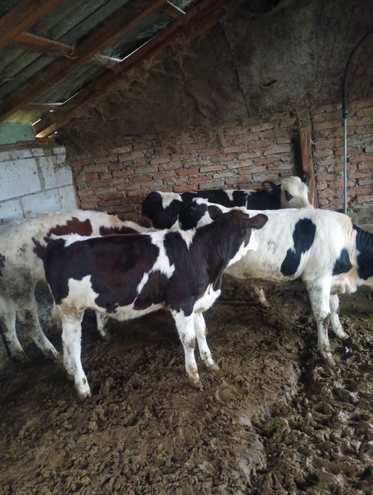 Cositoare și presa berbec și vitei