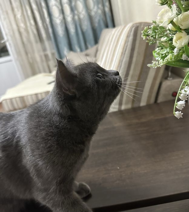 Кошка темна серая